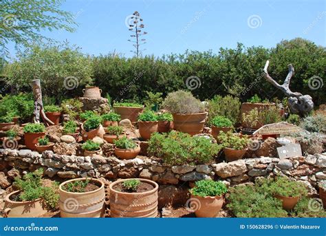 cypern växter